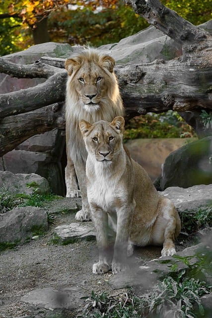 Free download lion lioness wildlife zoo mammal free picture to be edited with GIMP free online image editor