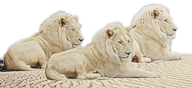 Template Photo Lion Lions White -  for OffiDocs