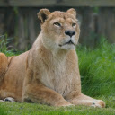 lion lying on the grass  screen for extension Chrome web store in OffiDocs Chromium