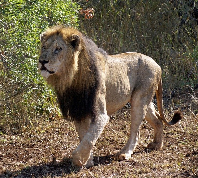 Muat turun percuma Lion Majestic Mane - foto atau gambar percuma untuk diedit dengan editor imej dalam talian GIMP