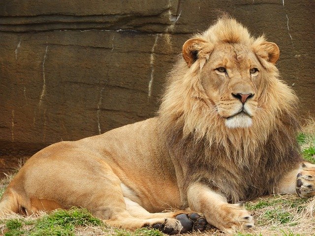 Free download Lion Male Animal -  free photo or picture to be edited with GIMP online image editor