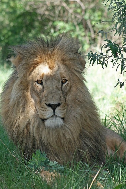 Free download lion male lion lion mane free picture to be edited with GIMP free online image editor