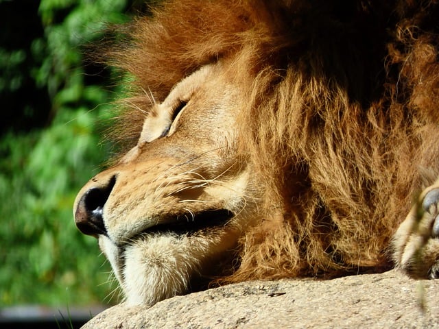 Free download lion mane predator zoo wildlife free picture to be edited with GIMP free online image editor