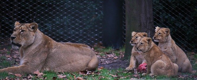 Free download Lion Mom Baby -  free photo or picture to be edited with GIMP online image editor