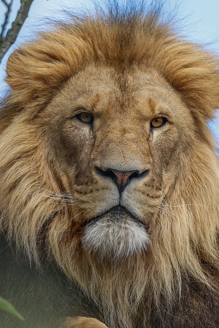 Free download lion nature animal predator free picture to be edited with GIMP free online image editor
