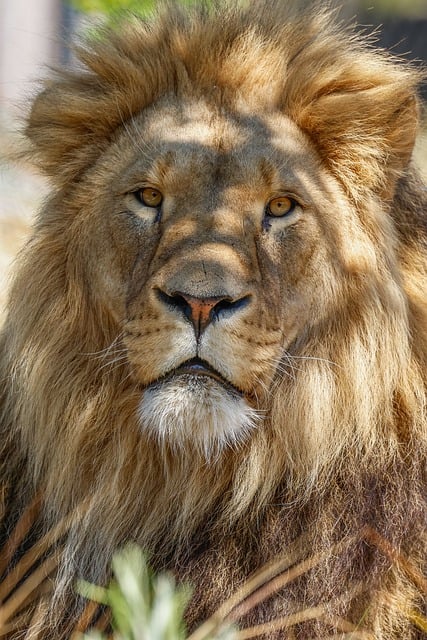 Free download lion nature animal predator moons free picture to be edited with GIMP free online image editor
