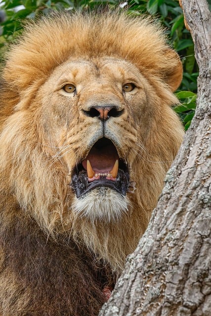 Free download lion nature animal predator wild free picture to be edited with GIMP free online image editor