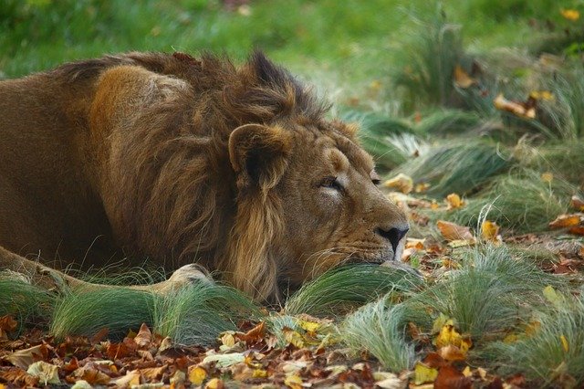 Free download Lion Outdoor Nature -  free photo or picture to be edited with GIMP online image editor