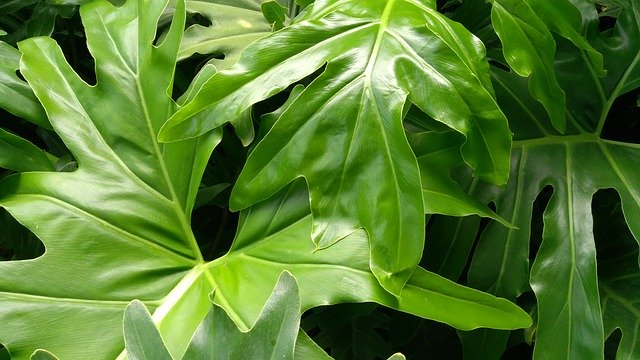 Free download Lion Philodendron Leaf -  free photo or picture to be edited with GIMP online image editor