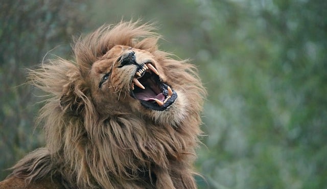 Free download lion portrait look roared teeth free picture to be edited with GIMP free online image editor