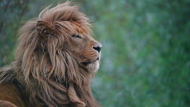 Free download lion portrait mane king of animals free picture to be edited with GIMP free online image editor