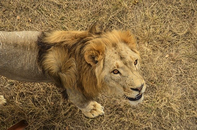 Free download Lion Predator Africa -  free photo or picture to be edited with GIMP online image editor