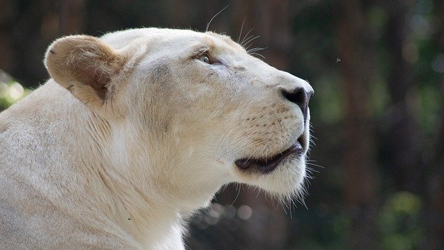 Bezpłatne pobieranie Lion Predator Cat - bezpłatne zdjęcie lub obraz do edycji za pomocą internetowego edytora obrazów GIMP