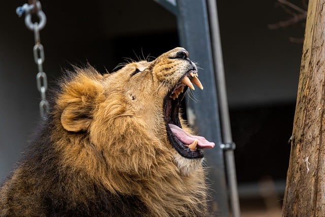Free download lion predator feline mane animal free picture to be edited with GIMP free online image editor