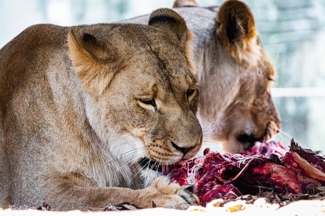 הורדה בחינם של Lion Predators Big Cats - תמונה או תמונה בחינם לעריכה עם עורך התמונות המקוון GIMP