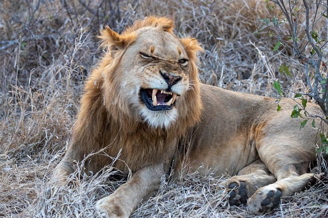 Free download lion predator teeth wildlife mane free picture to be edited with GIMP free online image editor