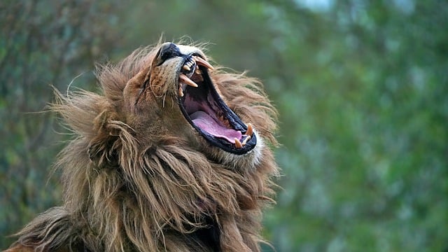 Free download lion roared teeth tongue portrait free picture to be edited with GIMP free online image editor