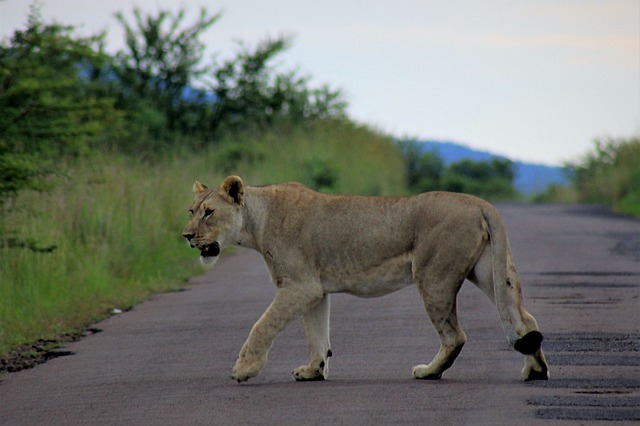 Free download lion royal majestic cross road free picture to be edited with GIMP free online image editor