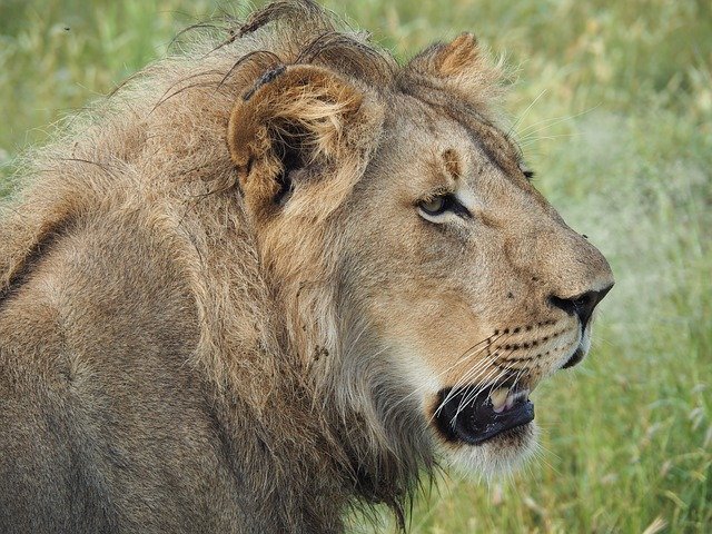 Безкоштовно завантажте безкоштовний шаблон фотографій Lion Safari Africa для редагування онлайн-редактором зображень GIMP