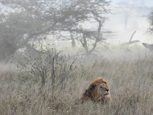 Скачать бесплатно Lion Serengeti Africa - бесплатное фото или изображение для редактирования с помощью онлайн-редактора изображений GIMP