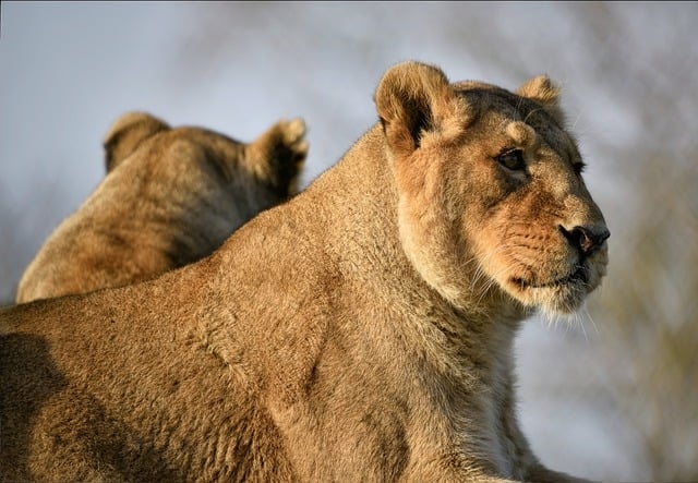 Free download lions feline asiatic lions free picture to be edited with GIMP free online image editor