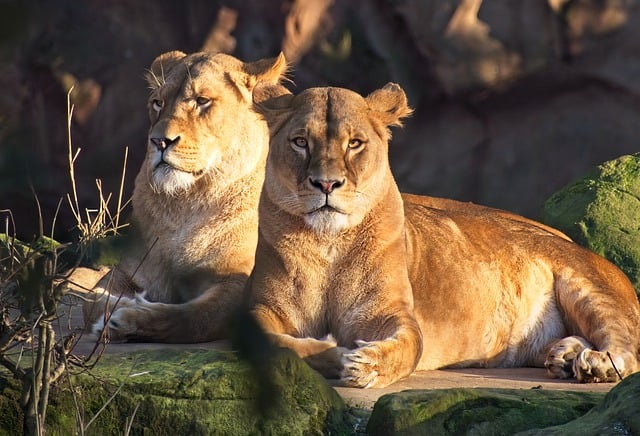 Scarica gratuitamente l'immagine gratuita di leoni felini predatori animali da modificare con l'editor di immagini online gratuito GIMP
