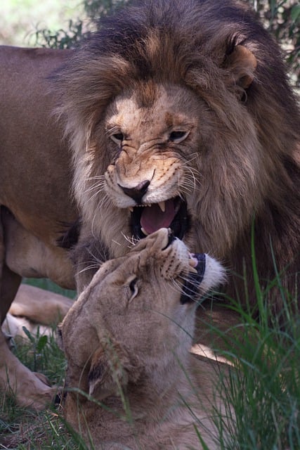 Free download lions felines roar free picture to be edited with GIMP free online image editor