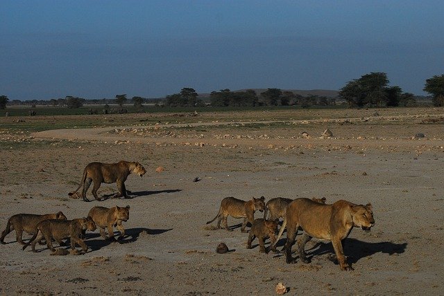 Free download Lions Kenya Africa -  free photo or picture to be edited with GIMP online image editor