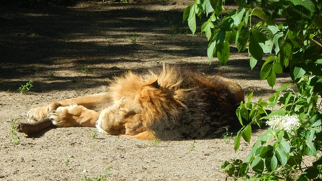 Free download Lion Sleep Relax -  free photo or picture to be edited with GIMP online image editor