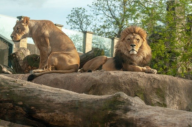 Скачать бесплатно Lions Lion Female - бесплатное фото или изображение для редактирования с помощью онлайн-редактора изображений GIMP