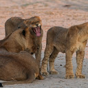 Lions playing  screen for extension Chrome web store in OffiDocs Chromium