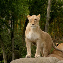 Lion standing on a rock  screen for extension Chrome web store in OffiDocs Chromium