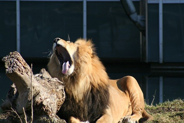 Безкоштовно завантажте Lion Tongue Head Close - безкоштовне фото або зображення для редагування в онлайн-редакторі зображень GIMP