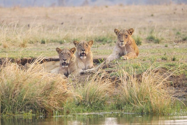 Free download lion water africa safari zambia free picture to be edited with GIMP free online image editor