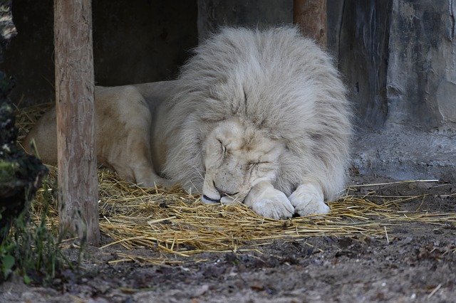 Free download Lion White Zoo -  free photo or picture to be edited with GIMP online image editor