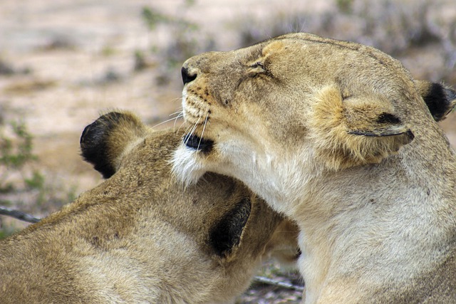 Free download lion wildlife animal species free picture to be edited with GIMP free online image editor