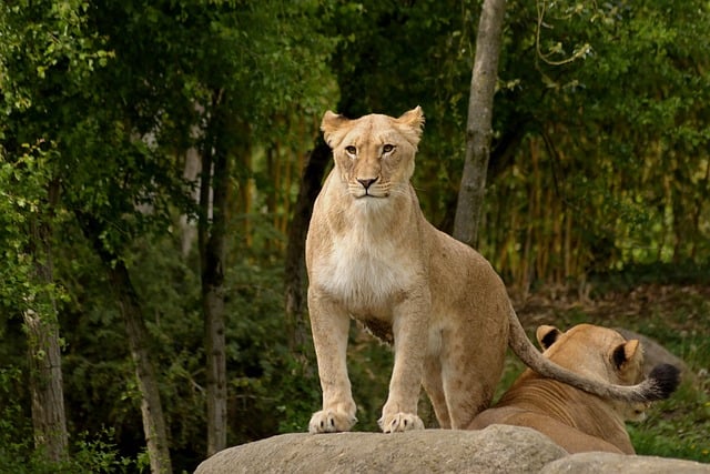 Free download lion wildlife predator mammal free picture to be edited with GIMP free online image editor