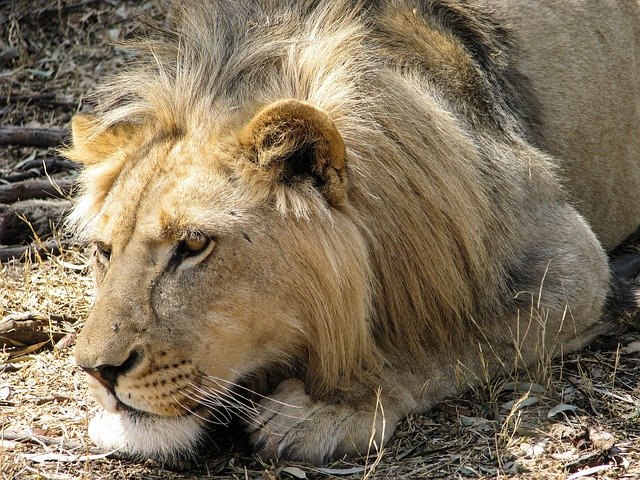 Скачать бесплатно Lion Wild Wildlife — бесплатную фотографию или картинку для редактирования с помощью онлайн-редактора изображений GIMP