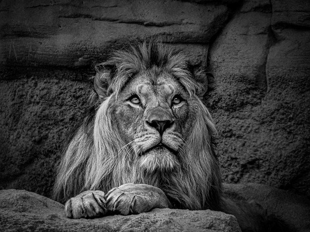 Descărcare gratuită Lion Zoo Animal Black And - fotografie sau imagini gratuite pentru a fi editate cu editorul de imagini online GIMP