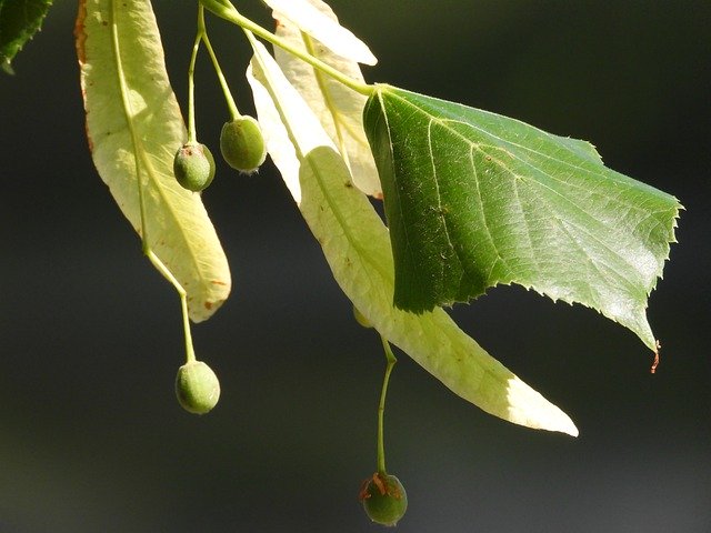 ດາວໂຫລດ Lipa Park Tree ຟຣີ - ຮູບພາບຫຼືຮູບພາບທີ່ບໍ່ເສຍຄ່າເພື່ອແກ້ໄຂດ້ວຍບັນນາທິການຮູບພາບອອນໄລນ໌ GIMP