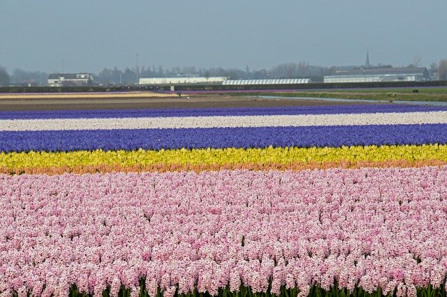 Free download Lisse Bulbs Fields -  free photo or picture to be edited with GIMP online image editor