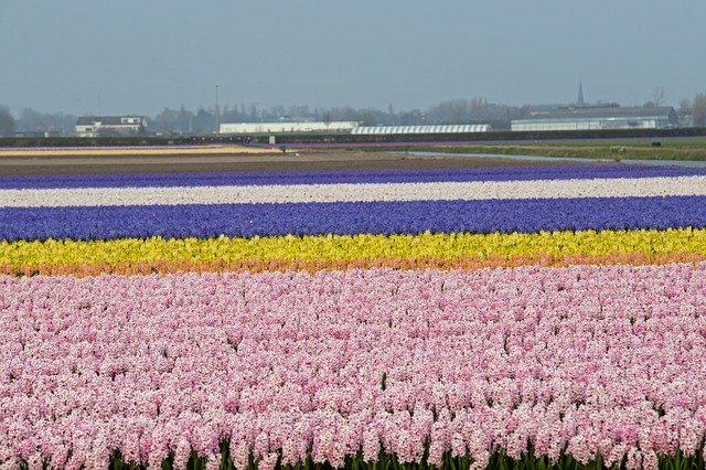 Скачать бесплатно Lisse Bulbs Fields - бесплатное фото или изображение для редактирования с помощью онлайн-редактора изображений GIMP