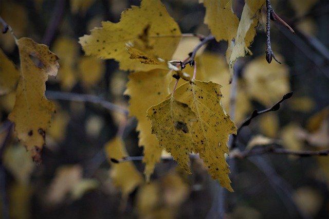 Pobierz bezpłatnie Listopadowa Jesienna ulotka - darmowe zdjęcie lub obraz do edycji za pomocą internetowego edytora obrazów GIMP