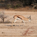 Little Antelope  screen for extension Chrome web store in OffiDocs Chromium