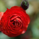 Little ants next to roses  screen for extension Chrome web store in OffiDocs Chromium
