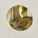 Little bird and beautiful nest  screen for extension Chrome web store in OffiDocs Chromium