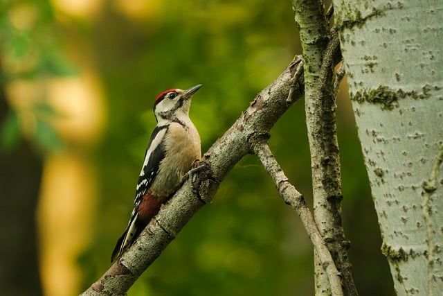 Free download little bird nature bird animal free picture to be edited with GIMP free online image editor
