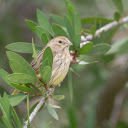 Little bird on a green branch  screen for extension Chrome web store in OffiDocs Chromium