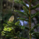Little bird on a pine branch  screen for extension Chrome web store in OffiDocs Chromium