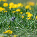 Little Bird on the Grass  screen for extension Chrome web store in OffiDocs Chromium